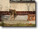 Malorsk� doga